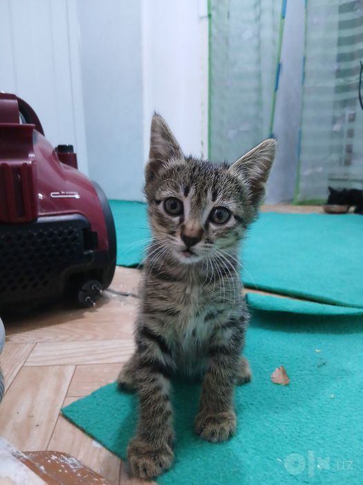 Котята в подарок