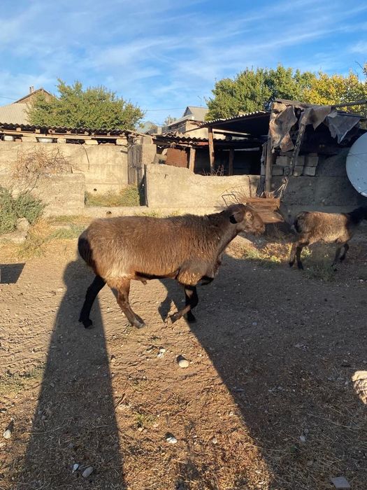 Ұрықтық қошқарлар