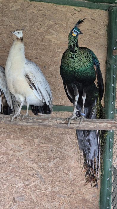 Se vinde pereche matură de păuni M -Muticus și F UN : 3400lei