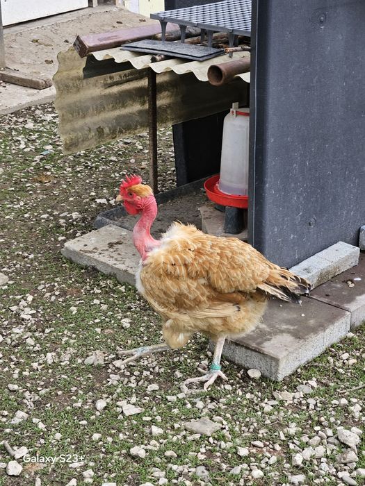 Vinzari găini de rasă