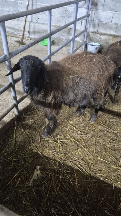 Семіз қойлар бар