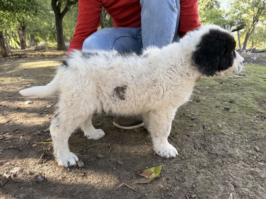 Disponibili catei Ciobanesc de Bucovina