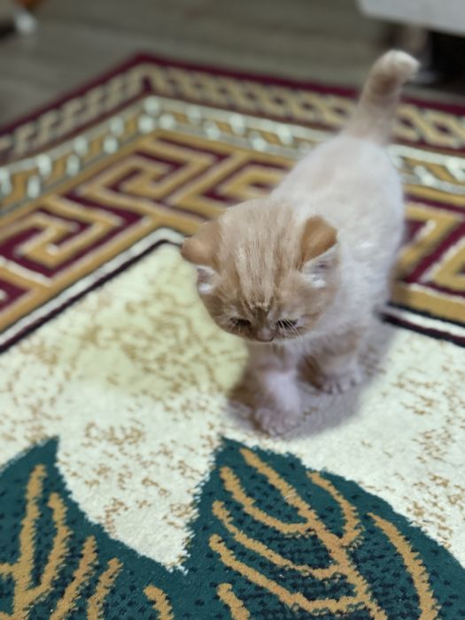 Shotlandskiy mushukchalar