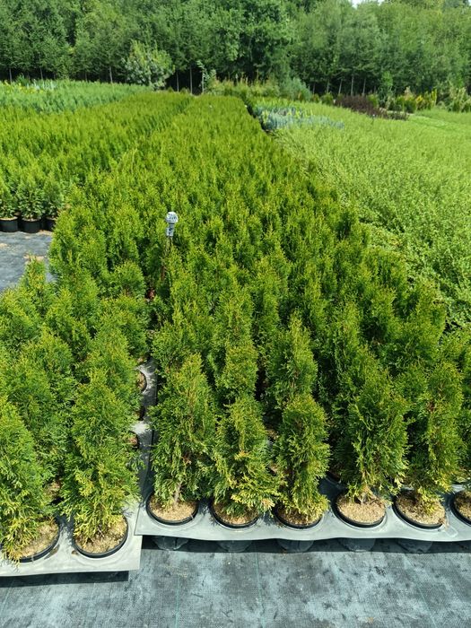 Туя смарагд цена 7 лв брой