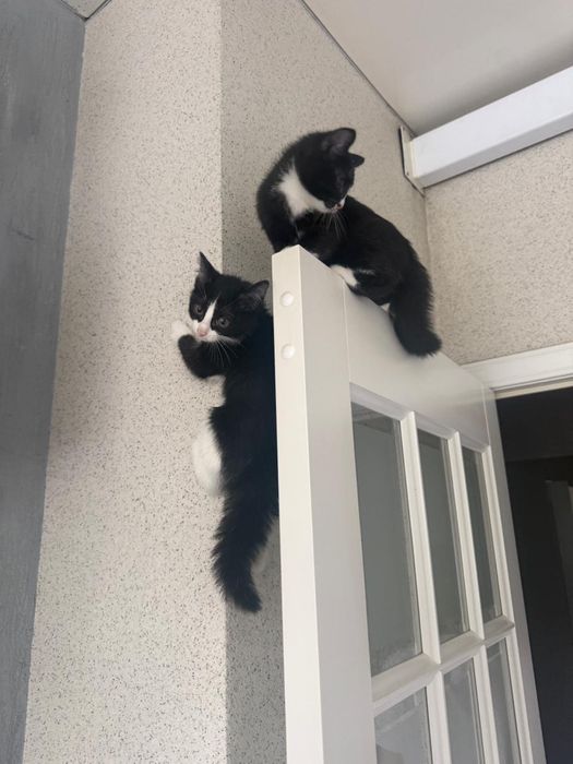 Отдаються котята привитые обученные