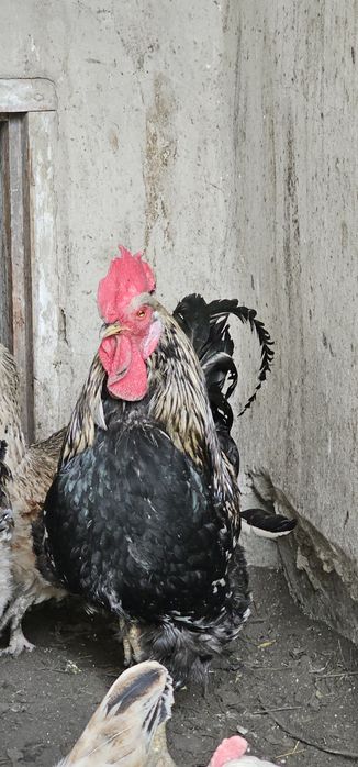 әтештер сатылады