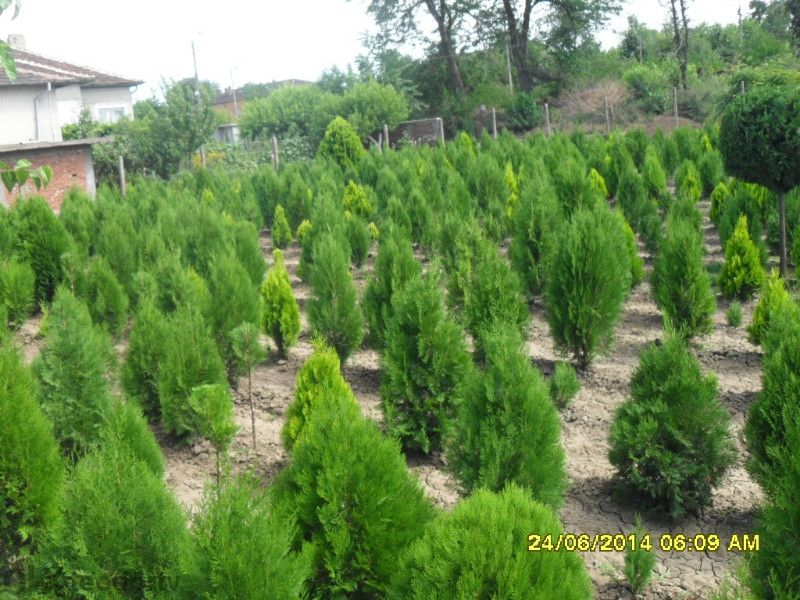 Продавам източна туя