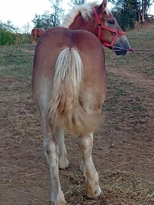 Vând mânză 6 luni blândă