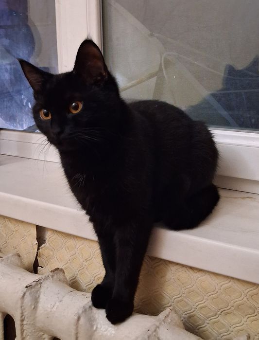 отдам кошку в надёжные руки