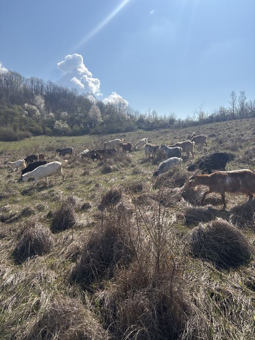 Vand branza de capra