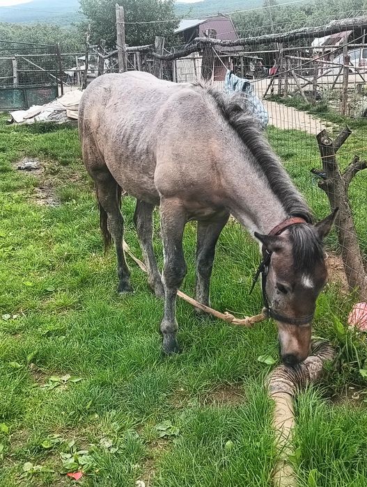 Mânză de 1 an ieste blândă