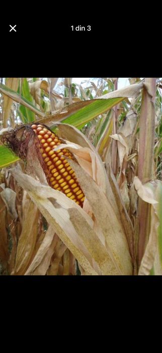 Vand porumb stiulete sau boabe