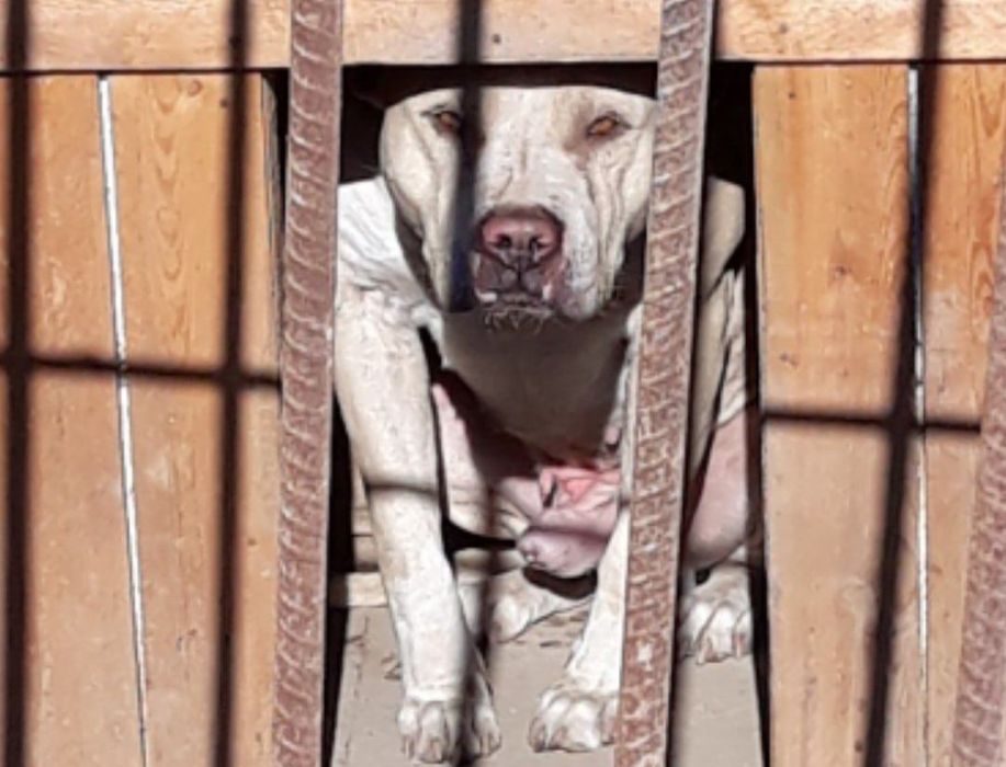 Питбуль хороших кровей