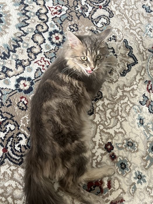 Продам котика в добрые руки!