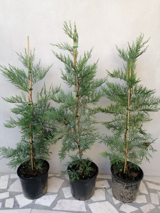 tuia cupressocyparis leylandii