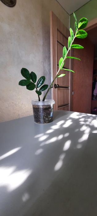 Цветы каждый по 3 000