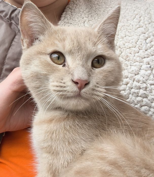 Котенок, возраст 4 месяца