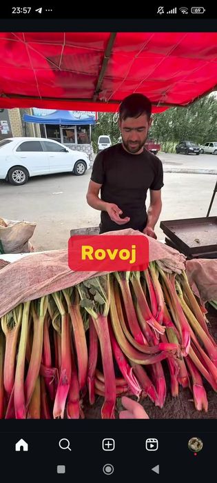 Равоч кислий нордон