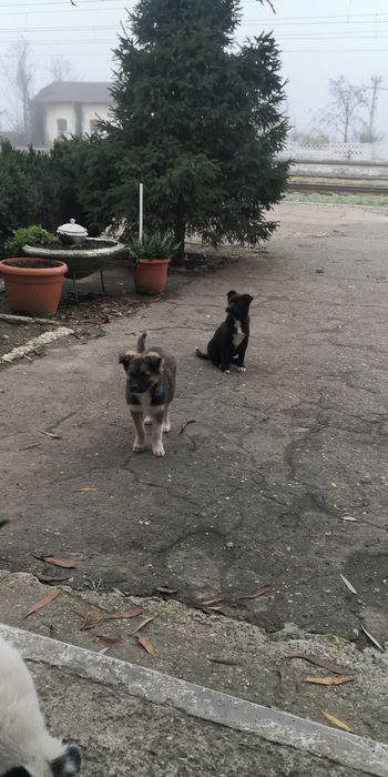 Donez  6 căței ,4 femele,2 masculi,varsta 3 luni