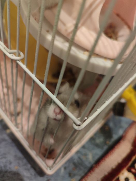 Продам хомяка с клеткой