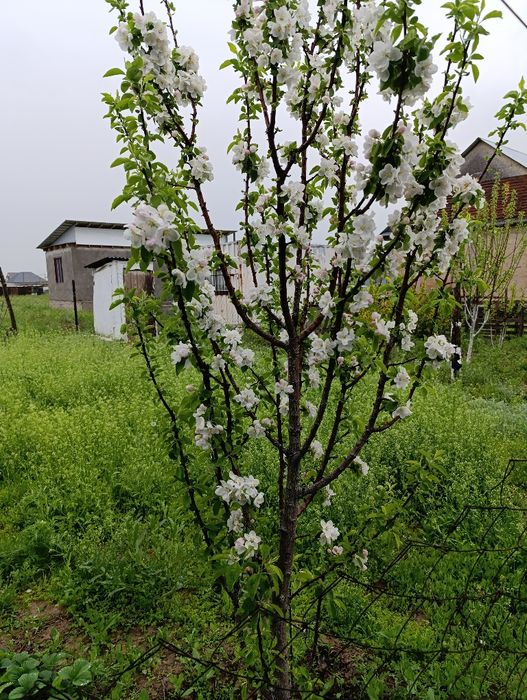 Времянка и Сад навест