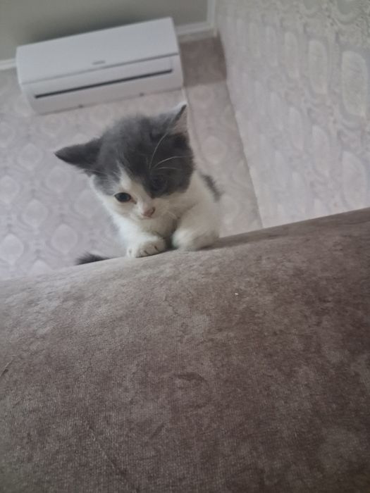 Продам котят  очень красивых