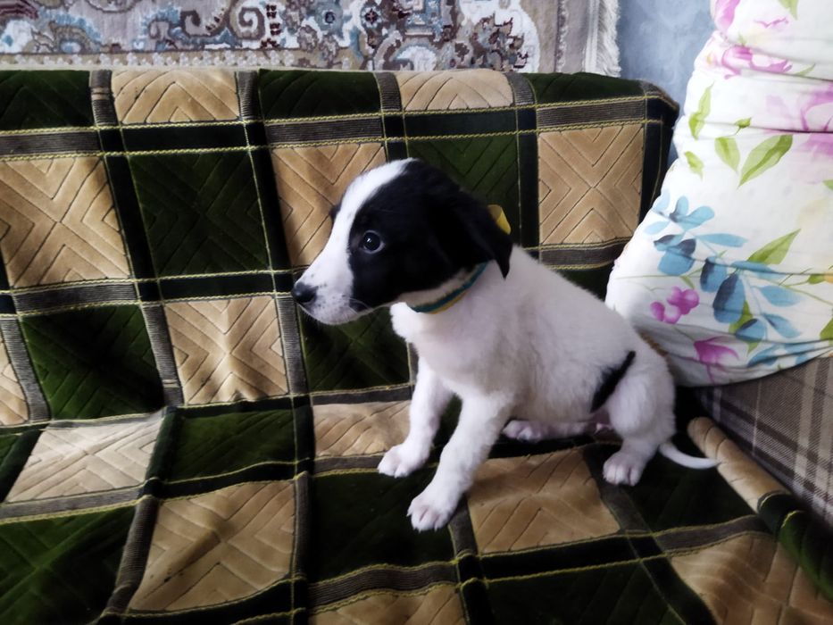 Щенки! В ОПИСАНИЕ!!!