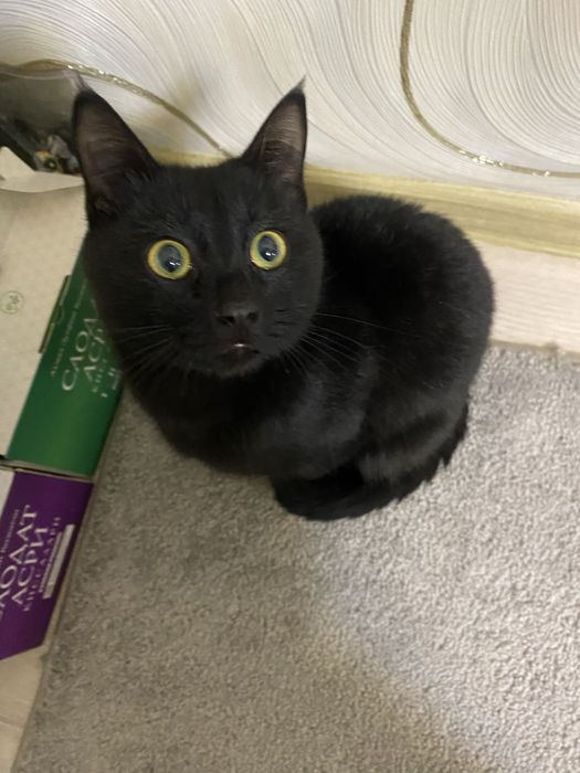 Продаётся кот в хорошие руки