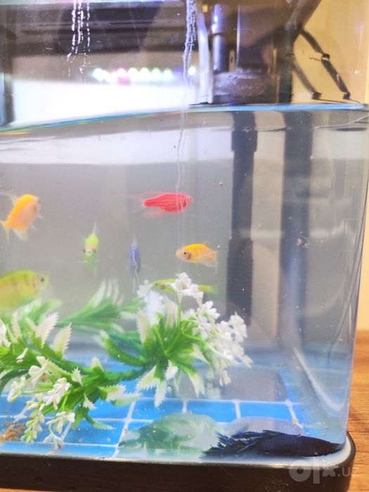 Akvarium baliqlari bilan sotiladi