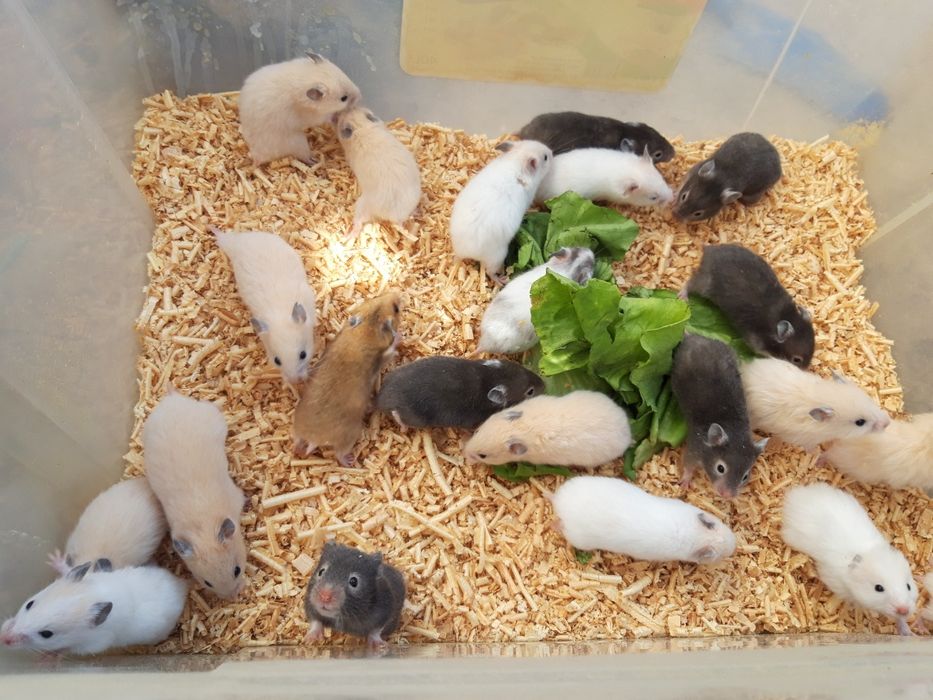 Сирийские хомячки