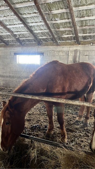 Продам молодого жеребца, айгыра