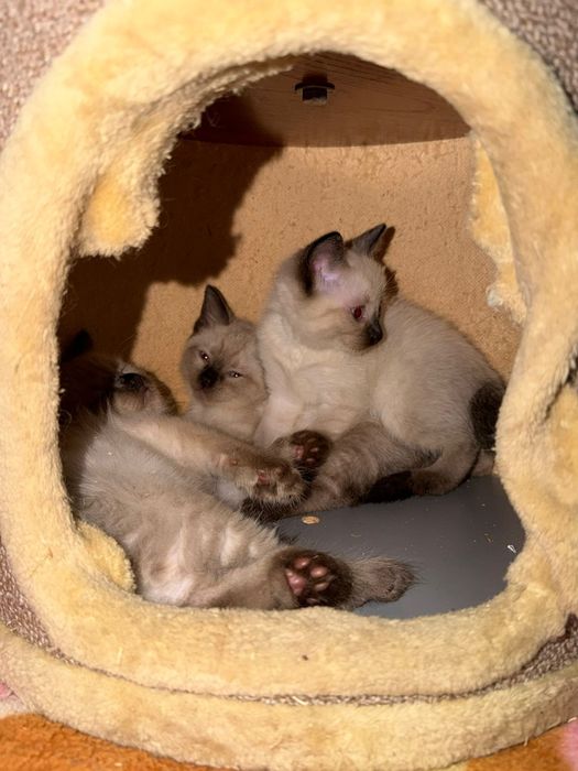 Кошка с котятами ищет семью