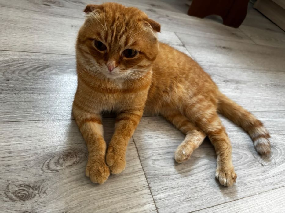 Срочно отдам котика