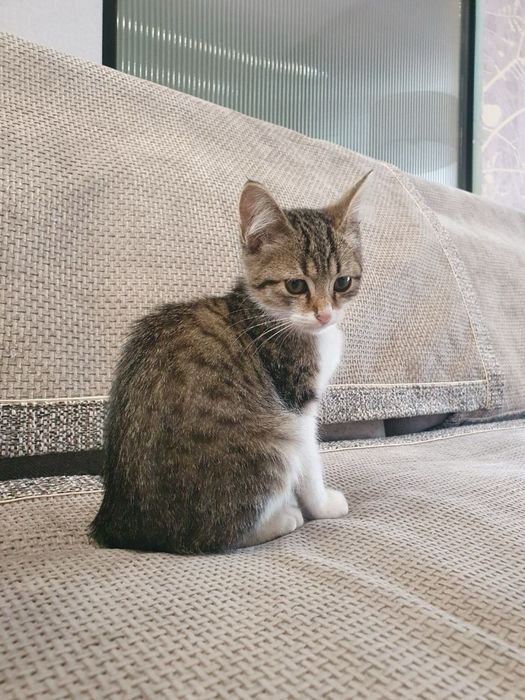 Котенок ищет дом