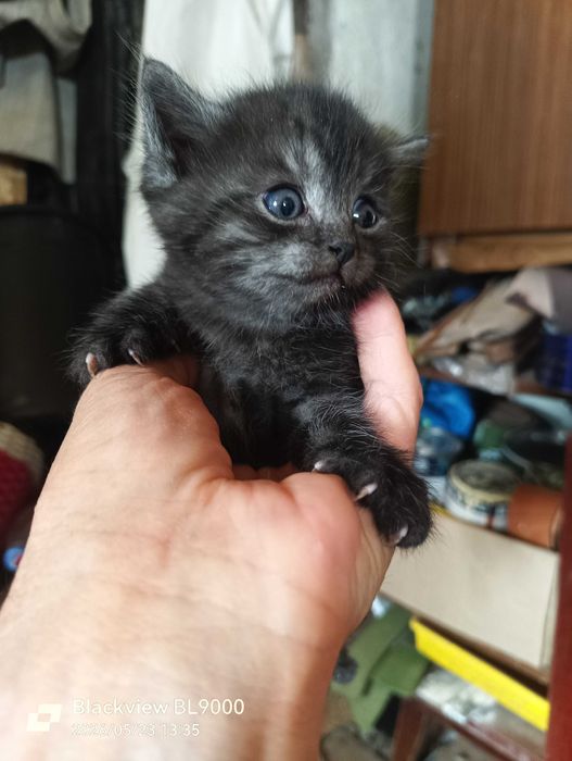 котята красивые  в добрые руки