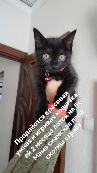 Продаётся кошачка