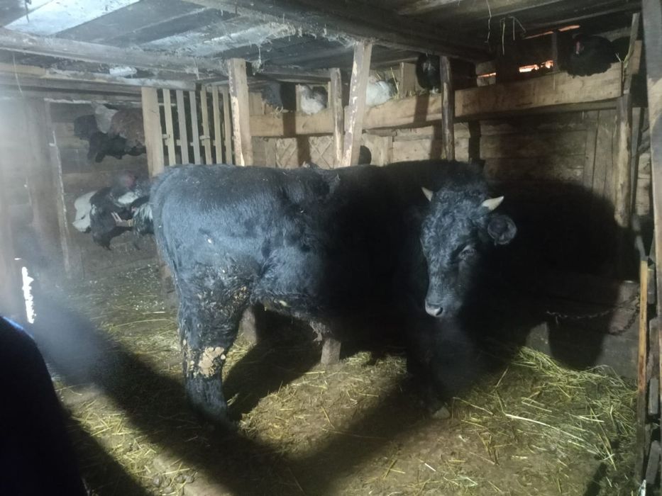 Продам быка стоит на откорме !