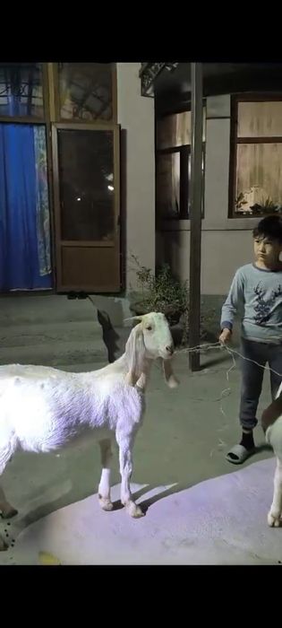 Породный ешкілер сатылады