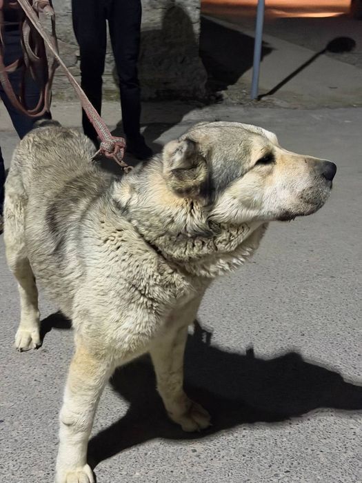 Кучук сотилади тоза калган.