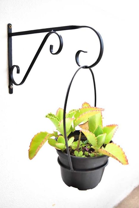 Есове бъбреци всякакви декораций