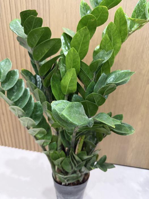 Продам Комнатные растения