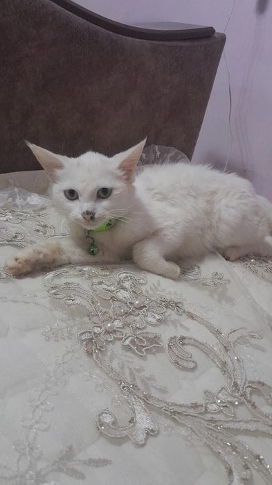 Mushuk turetiski angora