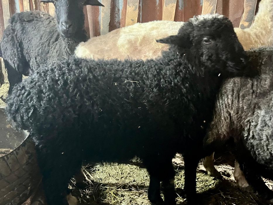 Продам 2 баранчика 3 месячные