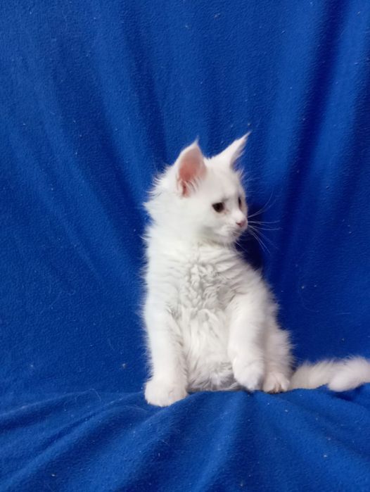 Мейн Кун котятки