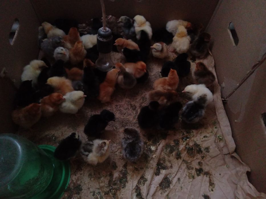 Продаю цыплят 800