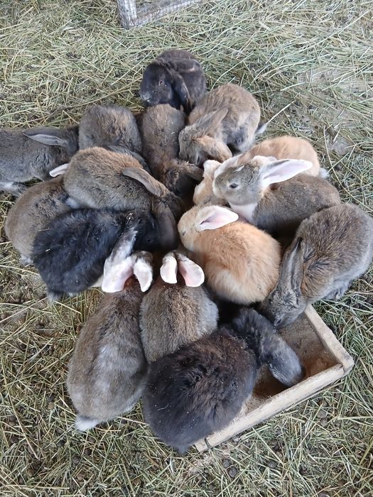 Продам крольчат по 3 тысячи