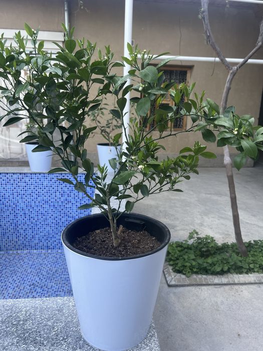 Продаются Цитрусовые деревья