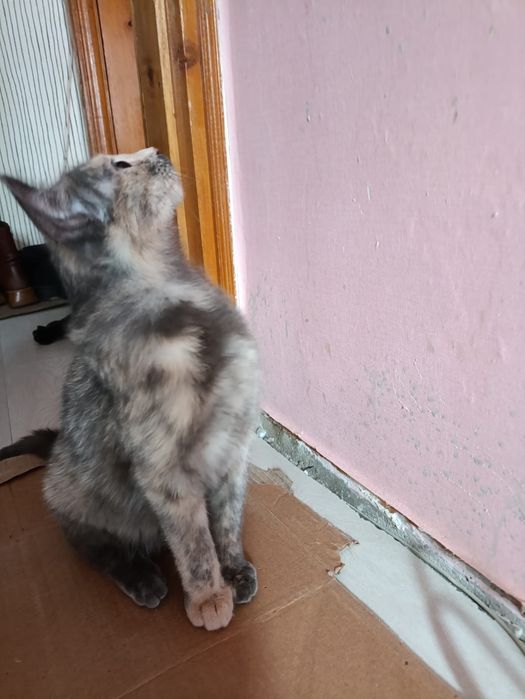 Кошечка ищет семью