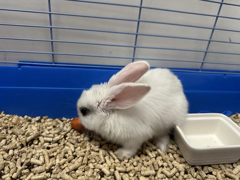 Продам декоративного крольченка
