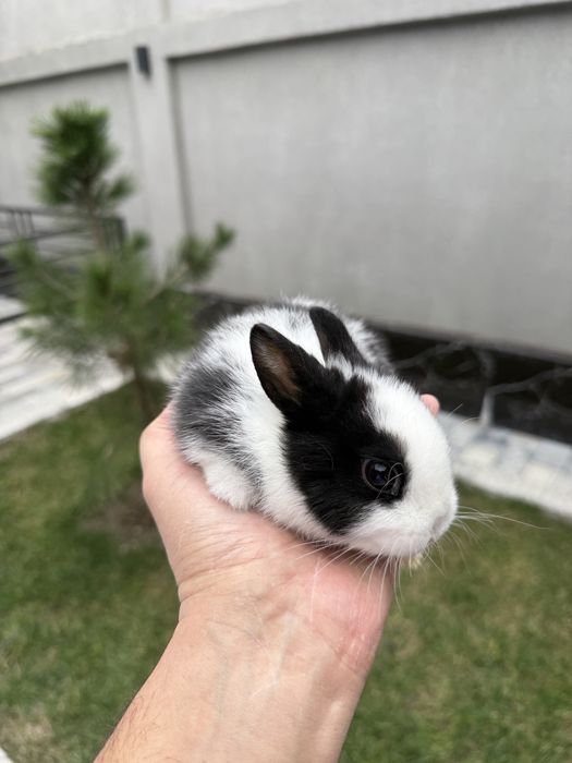 Продам карликовых Нидерландских панд